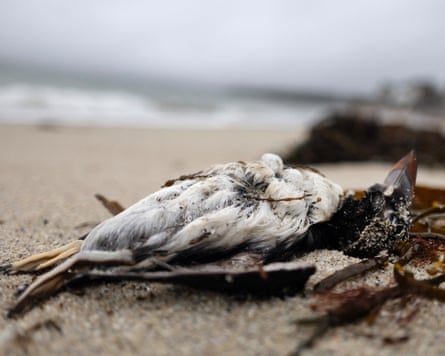 A dead bird on the sand with waves in the background.