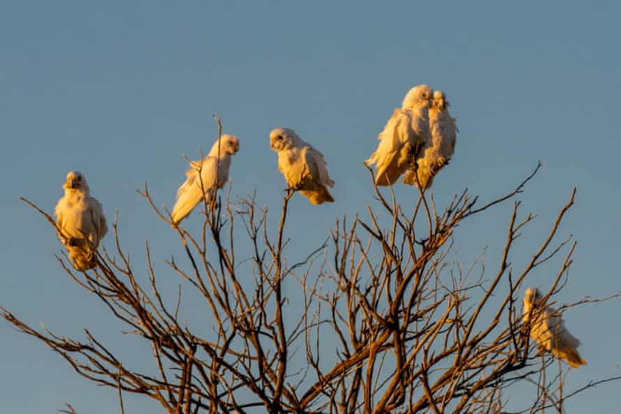 Corellas at Beresford Railway SidingBeresford Railway Siding Ruins, Corella perch herds in a tree near a waterhole created by the unusually high rainfall in the area