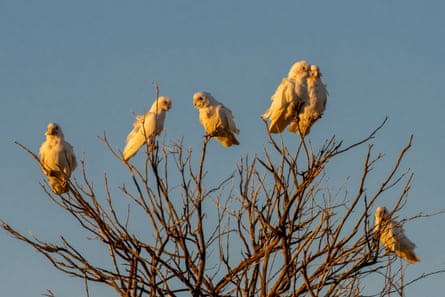 Corellas at Beresford Railway SidingBeresford Railway Siding Ruins, flocks of Corella’s perch in a tree near a water hole created by the uncommonly high rainfall in the area