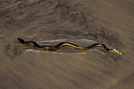 Yellow-bellied sea snake, Pelamis platurus, is found in the Pacific ocean.