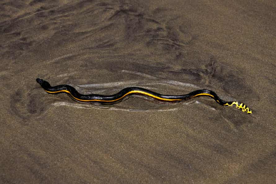 Sarı karınlı deniz yılanı, Pelamis platurus, Pasifik okyanusunda bulunur.