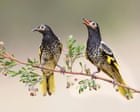 Wild-born birds recruited to teach critically endangered regent honeyeaters their lost songs