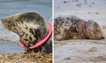 Side by side images of a seal with a pink plastic ring stuck around its neck, obviously in distress.