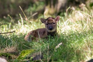 A rare Visayan spotted deer sitting in long grass in the shade.