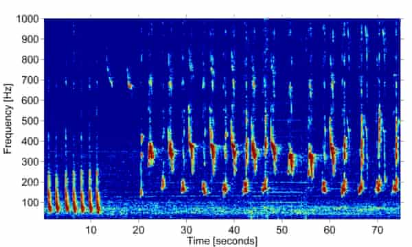 Google AI that recognises Humpback Whale Song bars.
