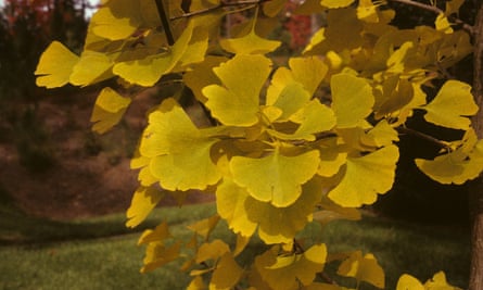 Ginkgo biloba, a winning species, has been grown by humans for hundreds of years and is a popular ornamental tree that has also been used for food, medicine and as a dietary supplement.