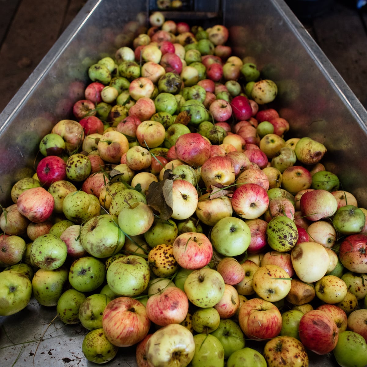The Great Cider Debate How Do You Like Them American V European Apples Food The Guardian