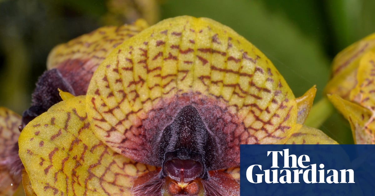 Fly-arousing orchid and zombie fungus among 2025 botanical and fungal finds
