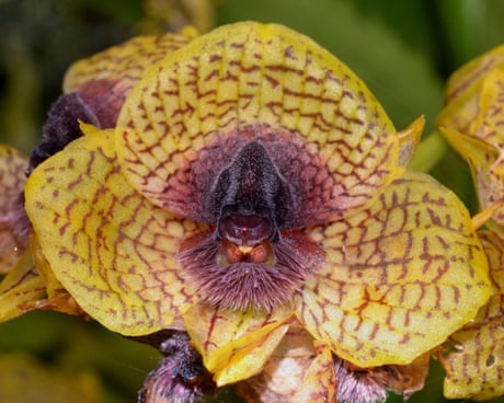 Fly-arousing orchid and zombie fungus among 2025 botanical and fungal finds