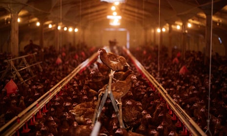 Egg-laying hens in a barn