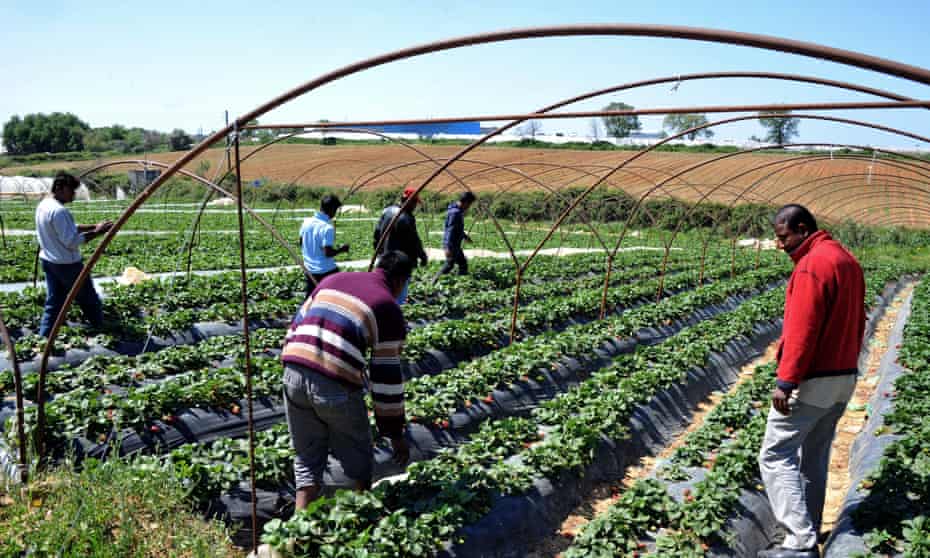 Migrant workers at a strawberry plantation near the Greek village of Manolada