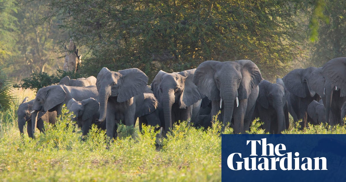 Ivory poaching has led to evolution of tuskless elephants, study finds