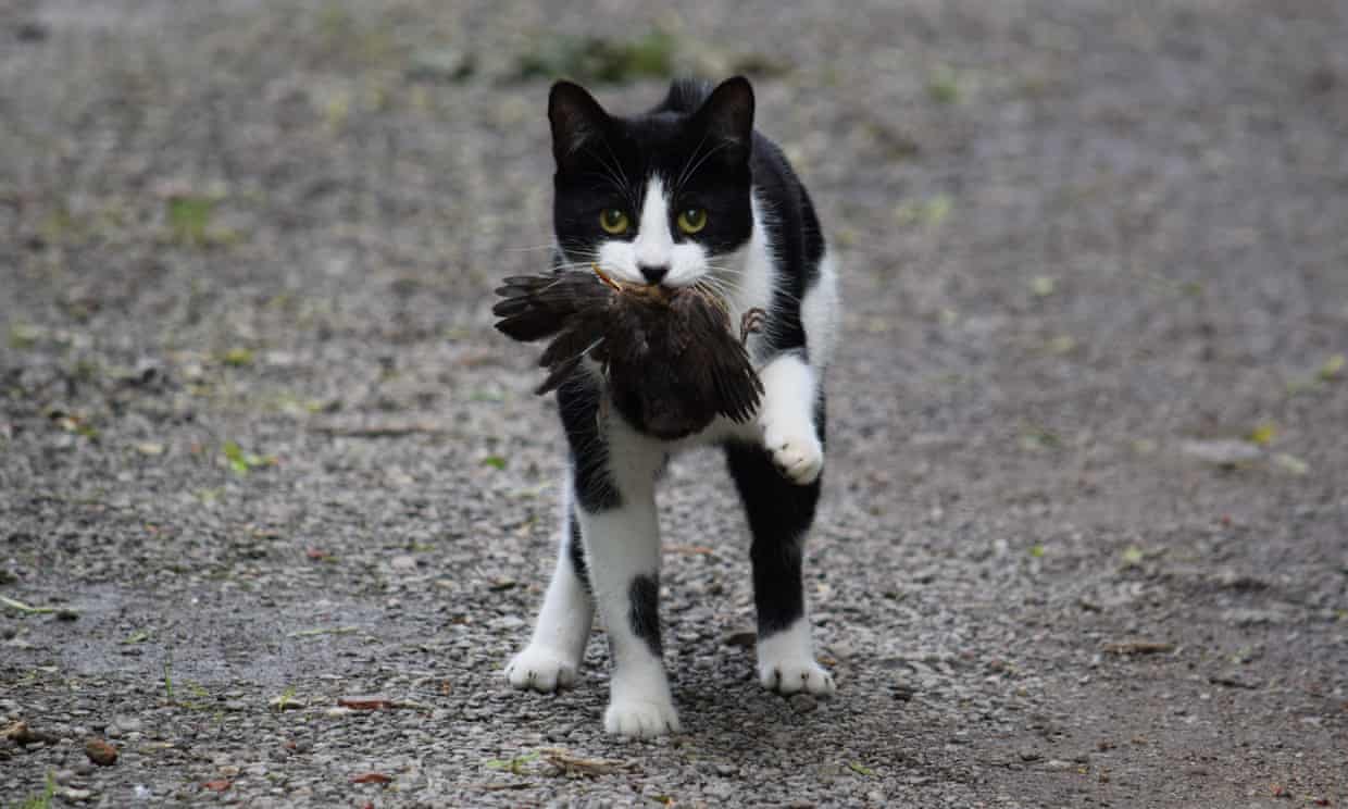 $1 Million Dollar Donation to Stop Feral Cats