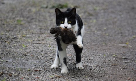 Feral cats kill one million native birds every night.