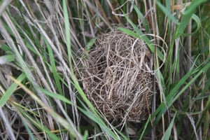Harvest mouse nest in grass
