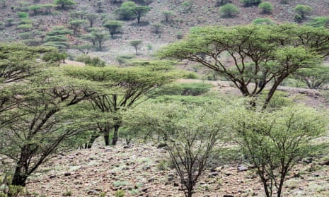 Acacia trees in northern Turkana, Kenya.
