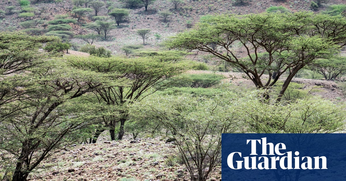 Ill-judged tree planting in Africa threatens ecosystems, scientists warn | Trees and forests