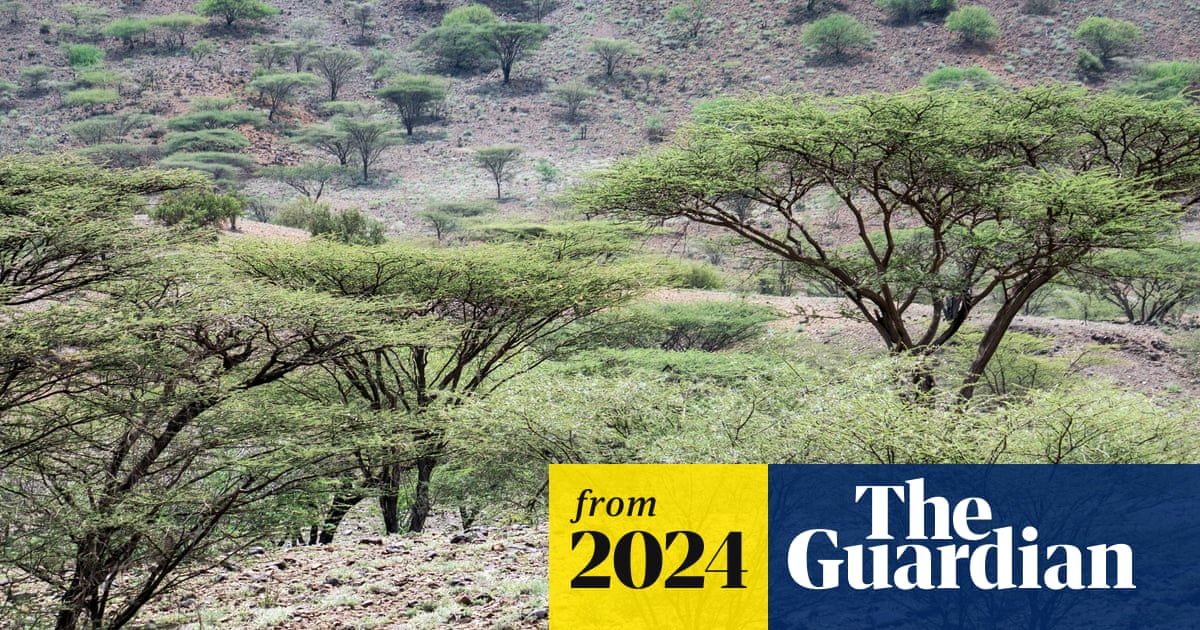 Ill-judged tree planting in Africa threatens ecosystems, scientists warn