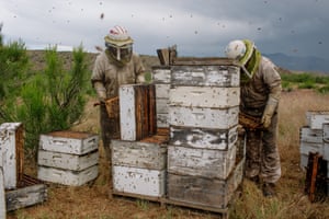 Beekeeper