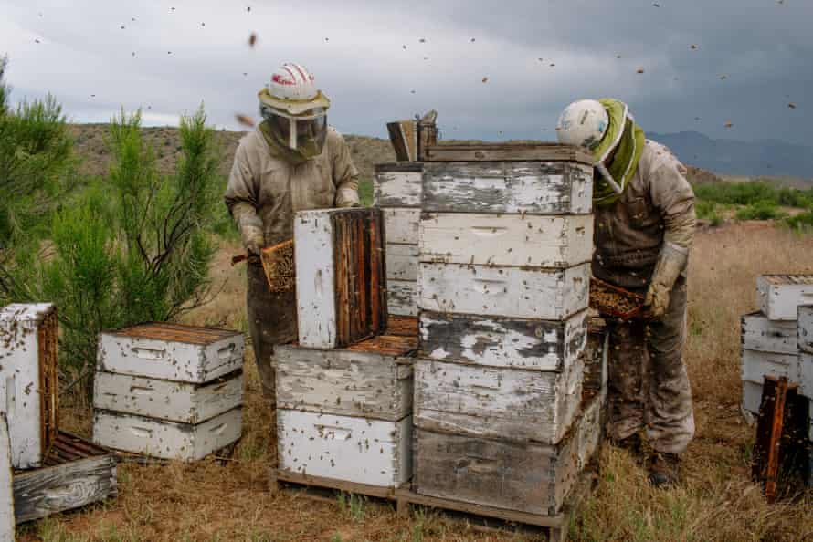 Beekeeper Dennis Arp and his son Adam work their hives outside Rye, Arizona on May 8, 2019.