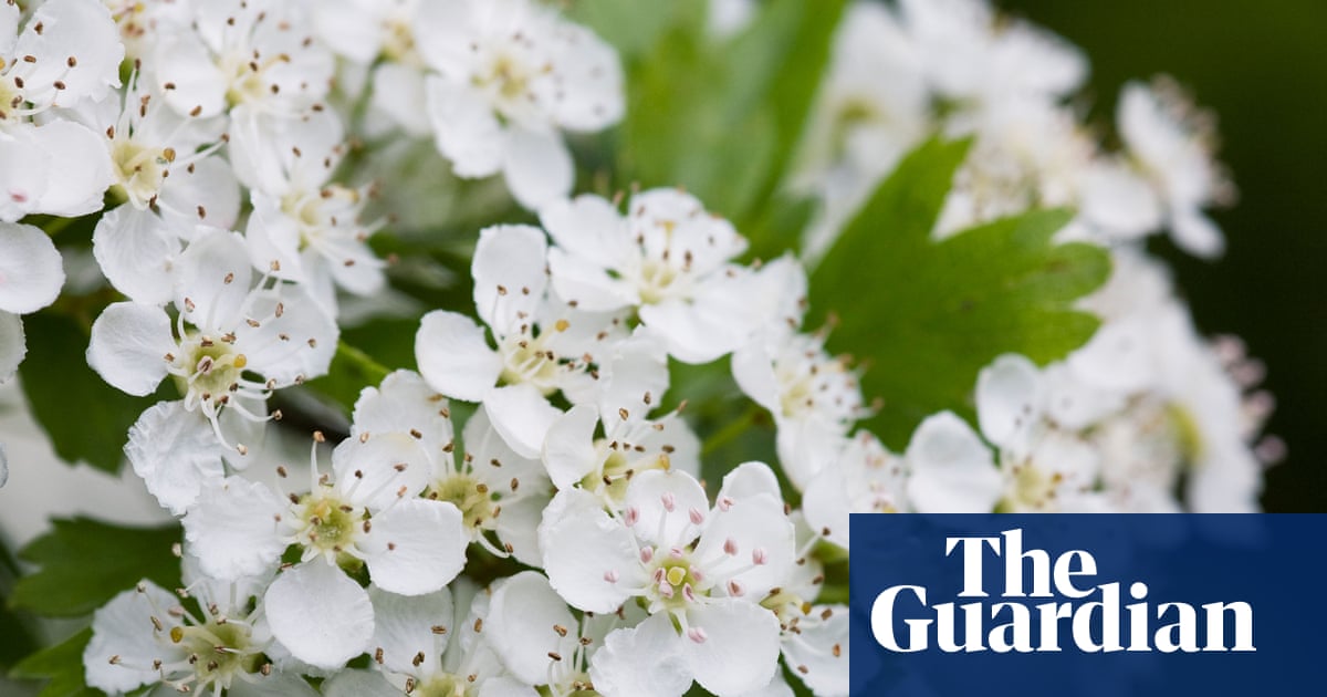 Plant ‘tredges’ to boost England’s tree cover, gardeners urged