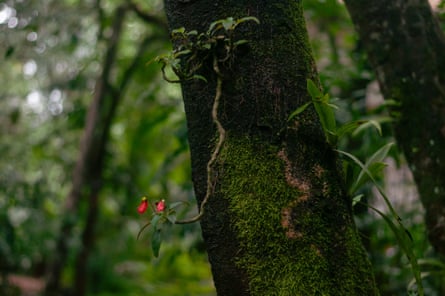 A plant grows from a mossy trunk of a tree