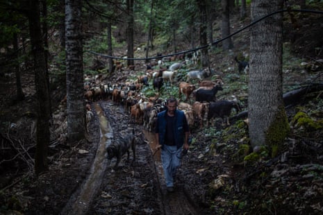 Ο μεγάλος αδερφός του Κώστα, Ευθύμιος, βάζει τις κατσίκες στο ελατόδασος στο βουνό Κόζιακα
