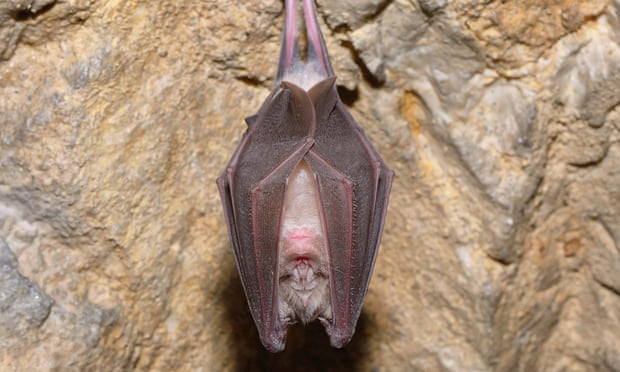 A greater horseshoe bat.
