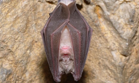 It’s resting: a greater horseshoe bat (Rhinolophus ferrumequinum) in a cave.