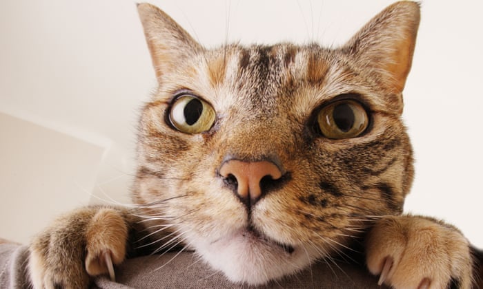 How Do You Know Your Cat Loves You Let Me Count 25 Ways Fay Schopen Opinion The Guardian