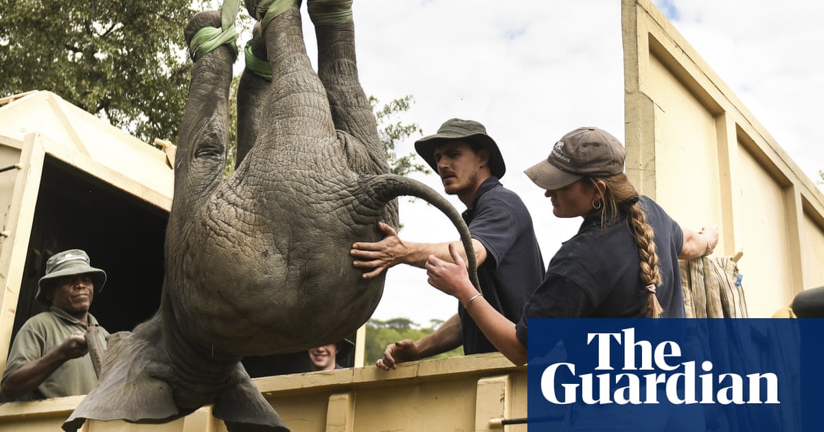 Prince Harry wildlife NGO under fire after elephants kill three in Malawi - The Guardian