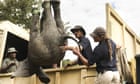 Prince Harry wildlife NGO under fire after elephants kill three in Malawi