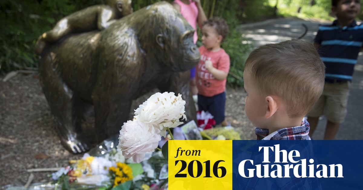 Family Of Boy Who Entered Gorilla Enclosure Under Investigation Ohio The Guardian
