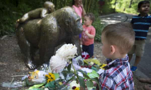 Family Of Boy Who Entered Gorilla Enclosure Under Investigation Ohio The Guardian