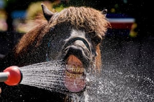 An Icelandic horse bares its teeth as water sprays out from a hose at it