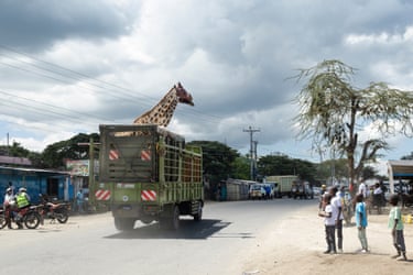 Adult Masai giraffes are transported through an urban centre on the back of a truck by Kenya Wildlife Services rangers. The giraffes are being moved out of their natural habitat in the Rift Valley, which is deteriorating after having been sold