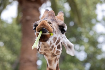 A closeup of one of the giraffes at Melbourne zoo chewing on a stick of celery