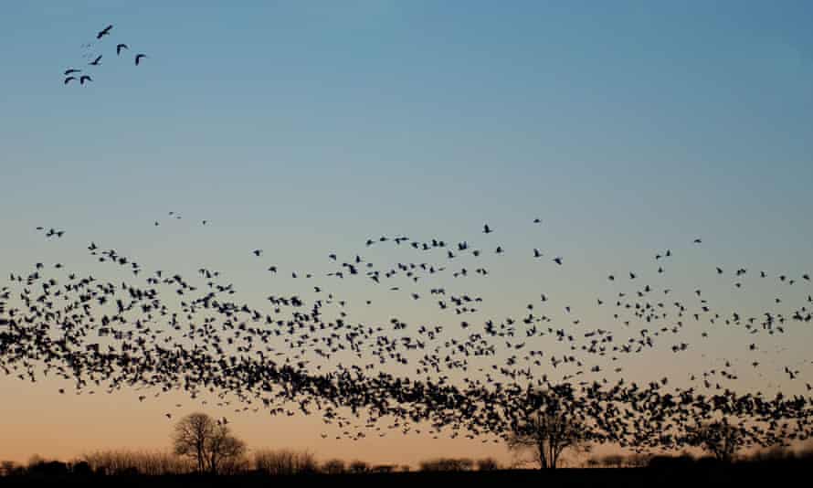 Pink-footed geese on the move.