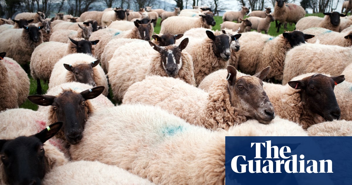 Welsh farmer pleads guilty to stealing more than 70 sheep from neighbour