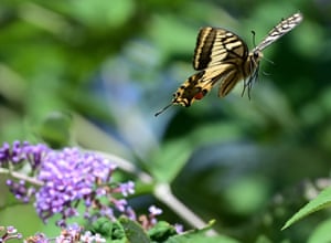 Swallowtail in Norfolk