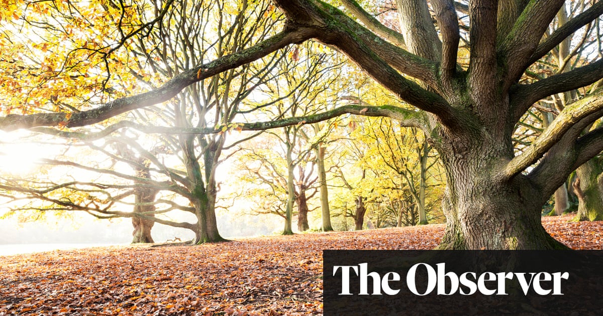Fewer oaks, more conifers: Britain’s forests must change to meet climate targets - The Guardian
