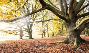 Beech trees on Hampstead Heath