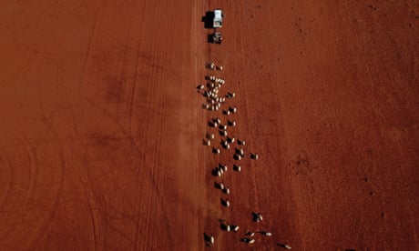 An aerial image of sheep as they follow a ute delivering cotton seed on a drought affected property near Bollon in southwest Queensland
