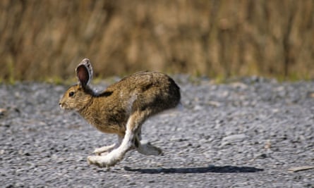 A snowshoe hare