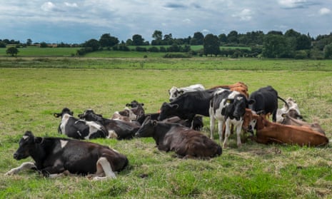 Cows and bullocks in a field