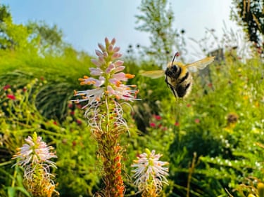 A bee suspended in mid-air as it flies in to land on a flower