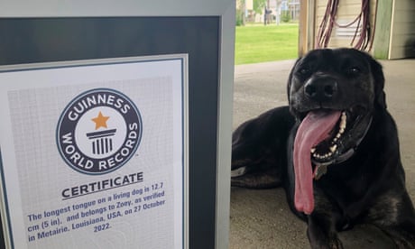 Lab-shepherd mix Zoey recognized for world’s longest dog tongue by Guinness