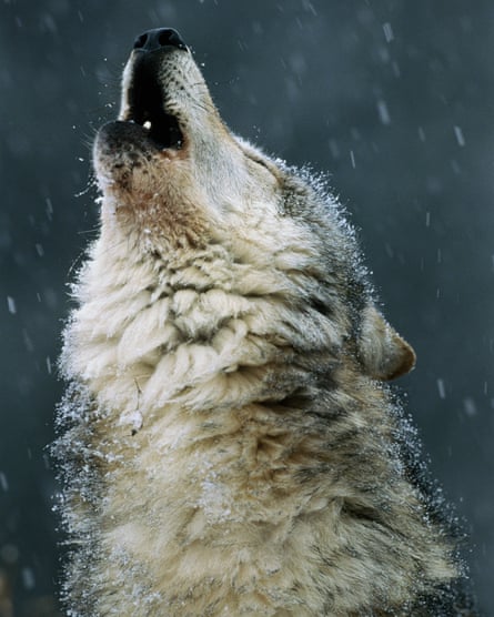 A gray wolf howls in Montana.