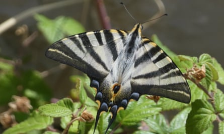 Butterflies such as the scarce swallowtail accompanied Dixe Wills throughout the walk.