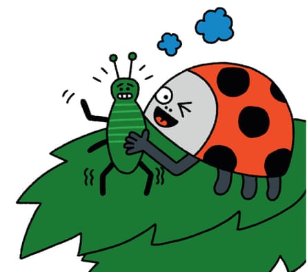 coccinelle et mauvaises herbes